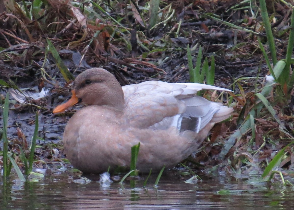 Mallard - ML510693781