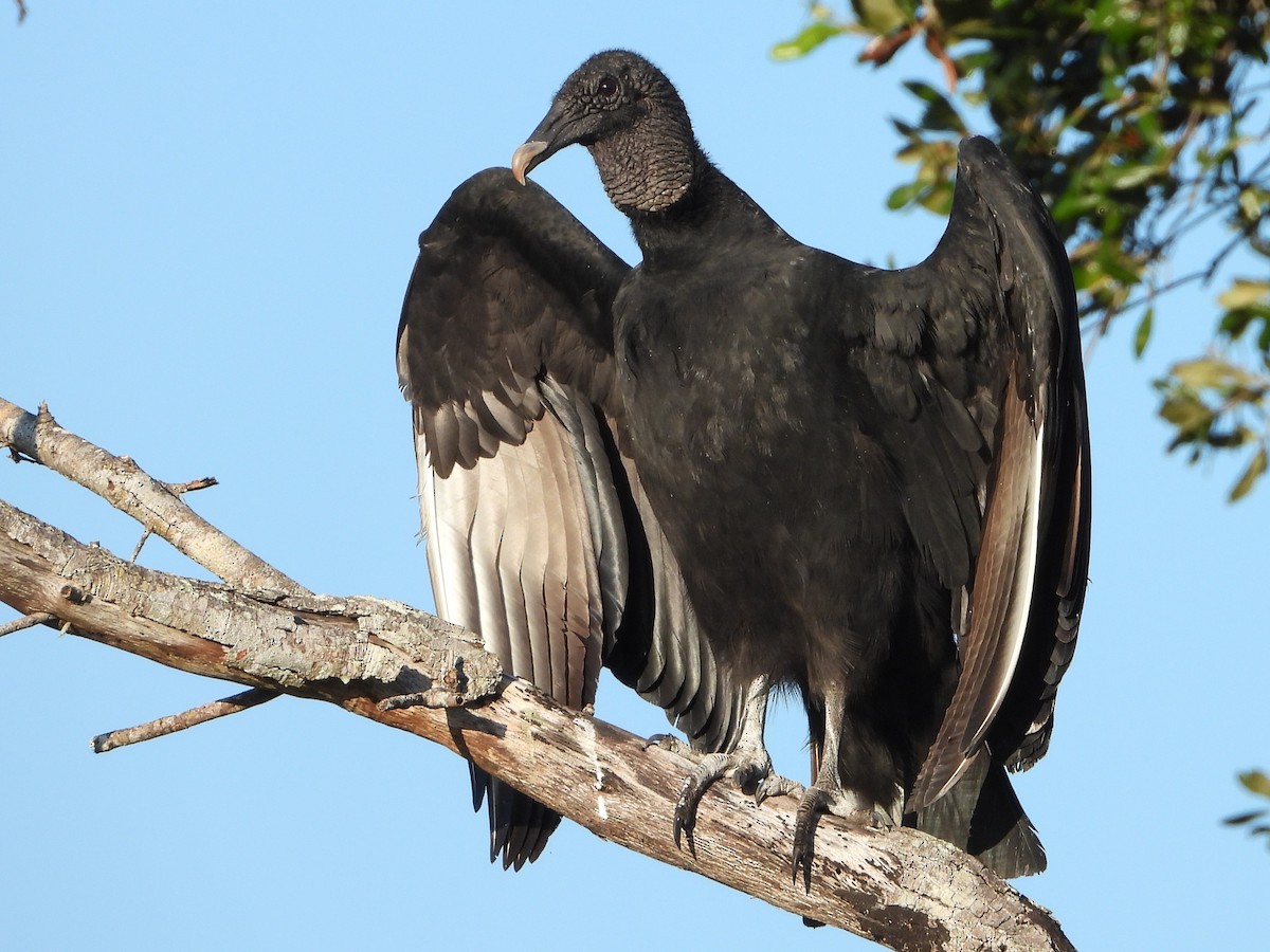 Black Vulture - ML510694681