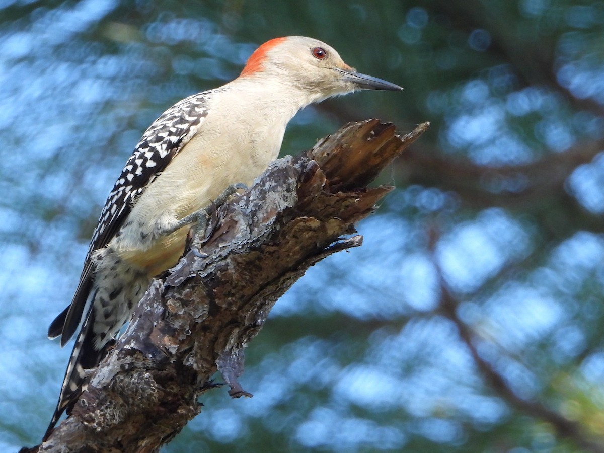 Red-bellied Woodpecker - ML510694721