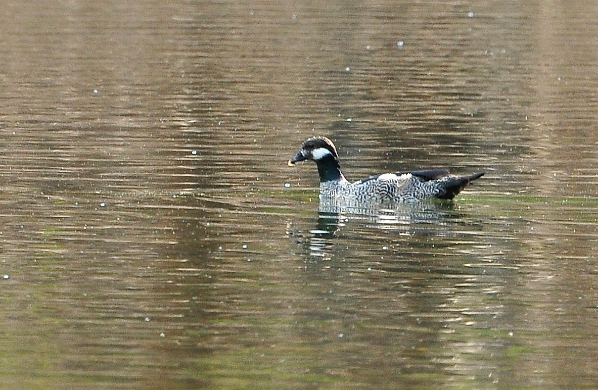 Green Pygmy-Goose - Kurt Hennige