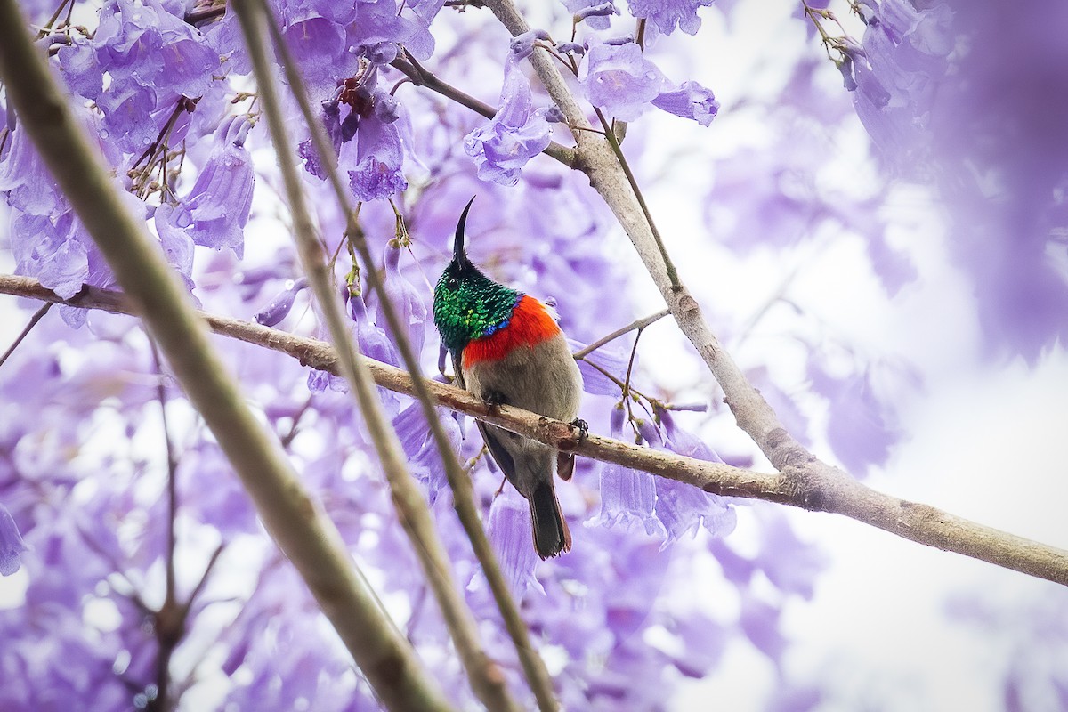 Eastern Miombo Sunbird - ML510694971