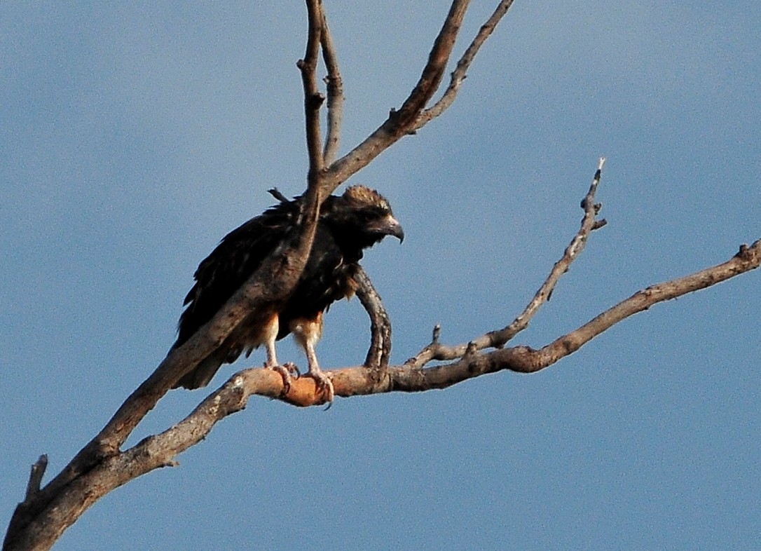 Black-breasted Kite - ML510695201