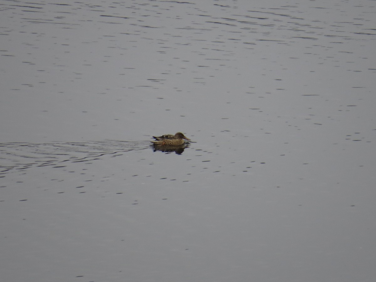 Northern Shoveler - ML510695701