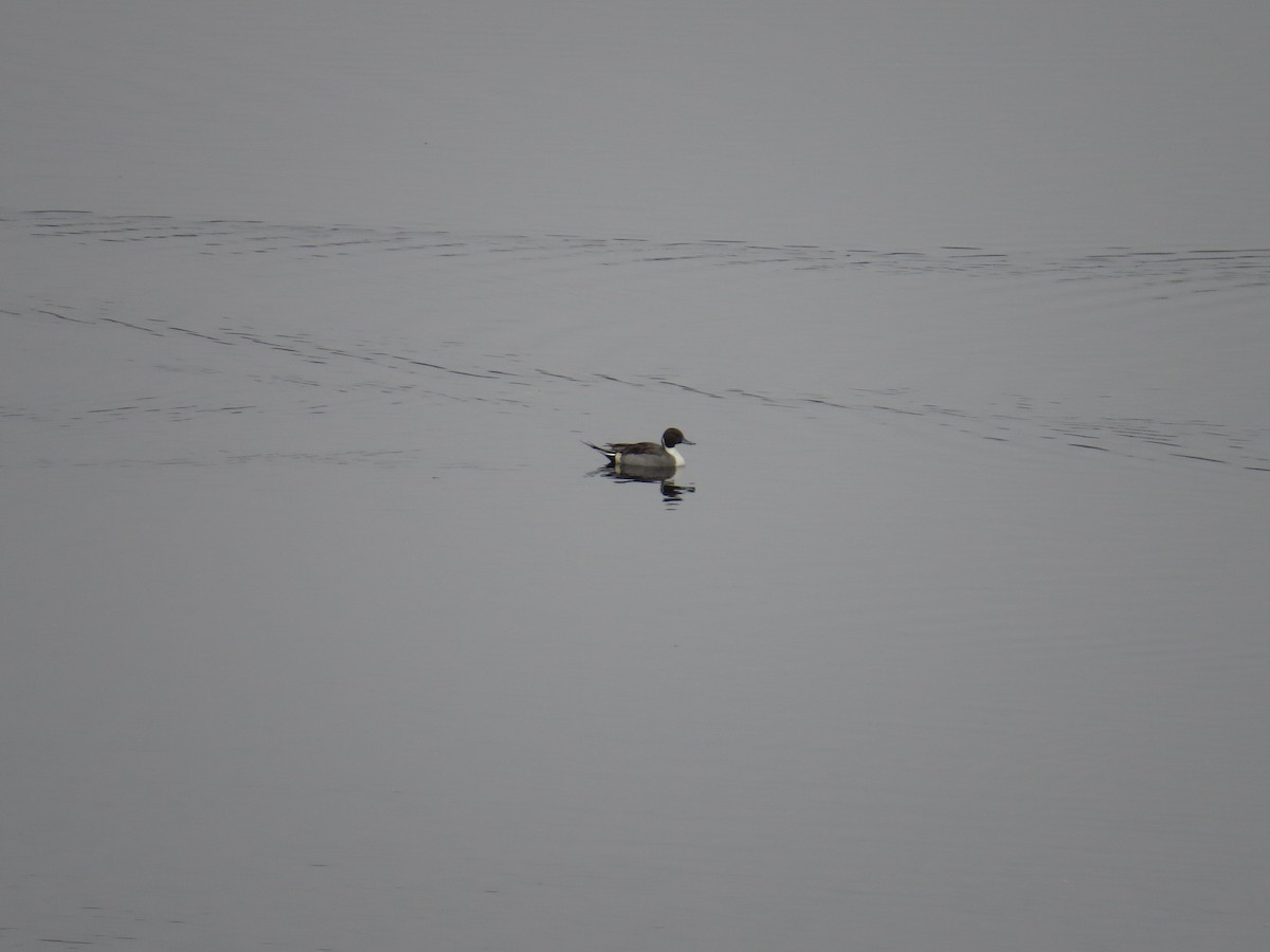 Northern Pintail - ML510695801