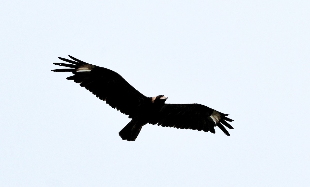Black-breasted Kite - ML510696191
