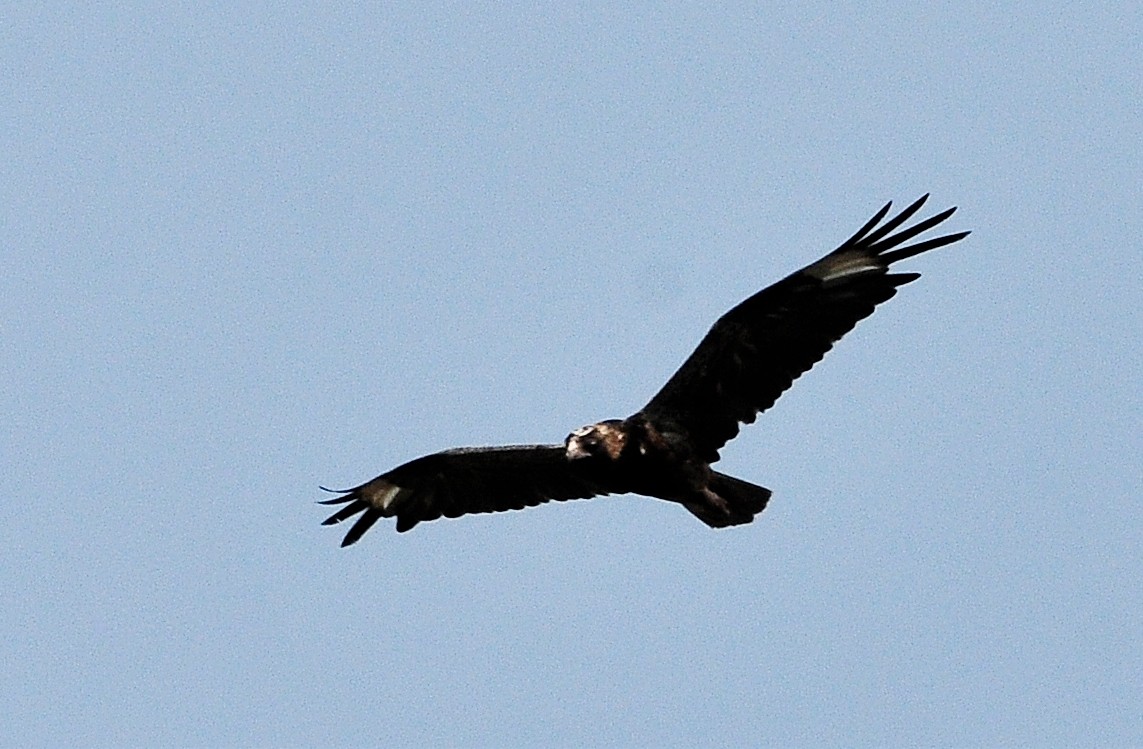 Black-breasted Kite - ML510696261