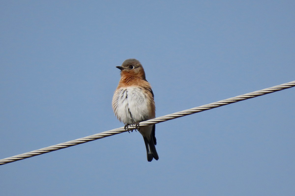 Eastern Bluebird - ML510696531