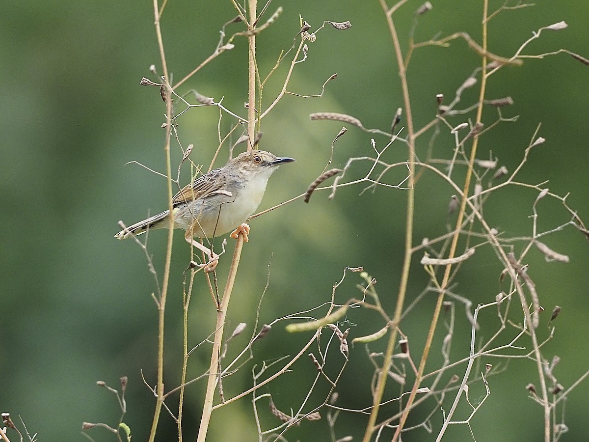 Coastal Cisticola - ML510700701