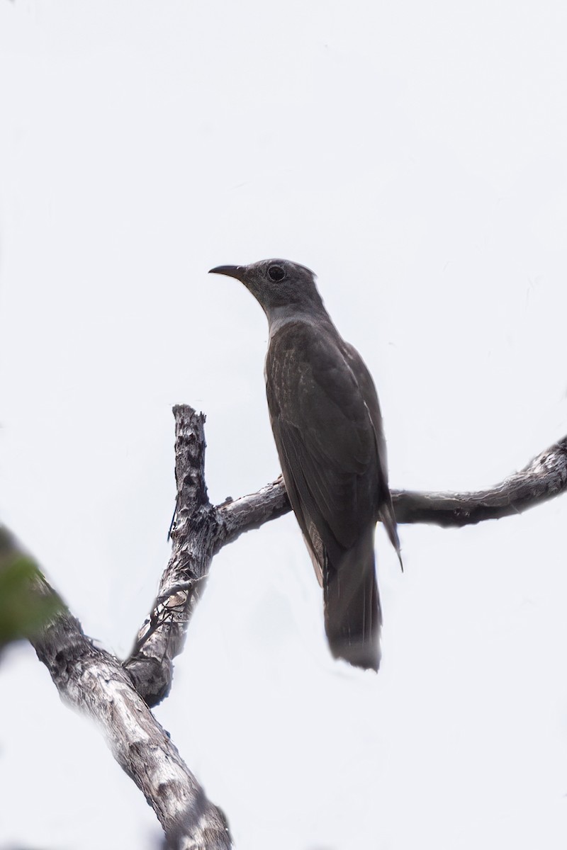 Brush Cuckoo - Martine Stolk