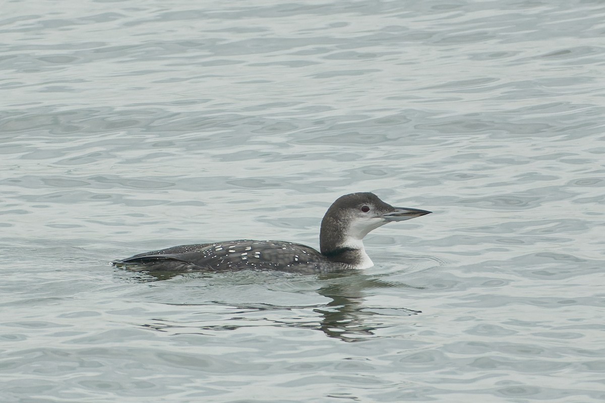 Common Loon - ML510702421