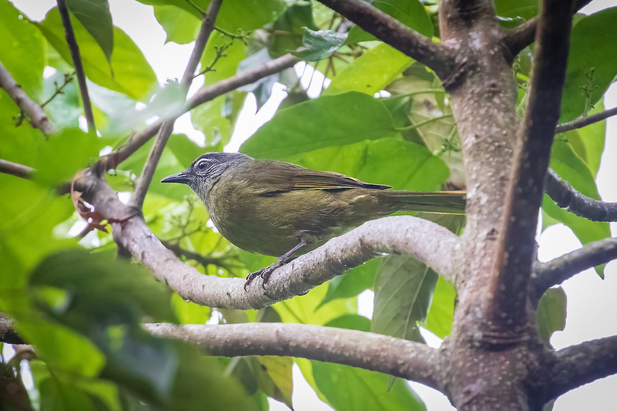 Stripe-cheeked Greenbul - ML510702871