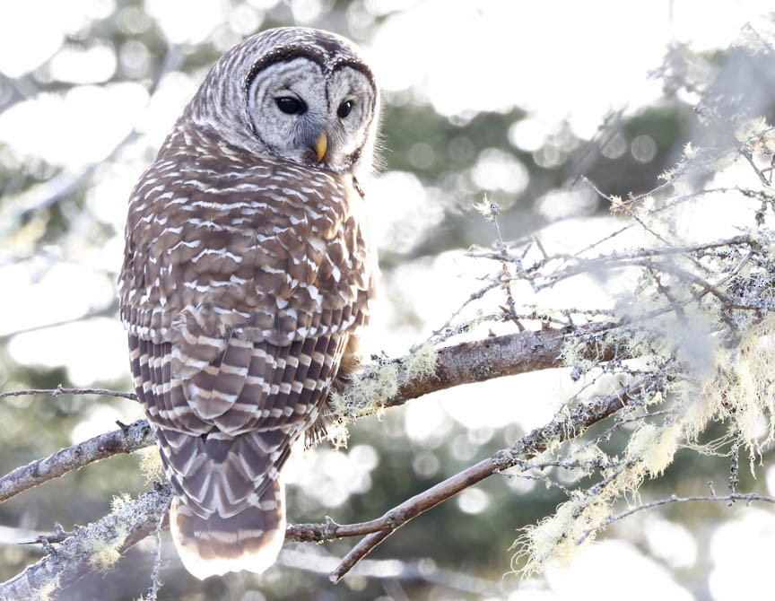 Barred Owl - ML510703031