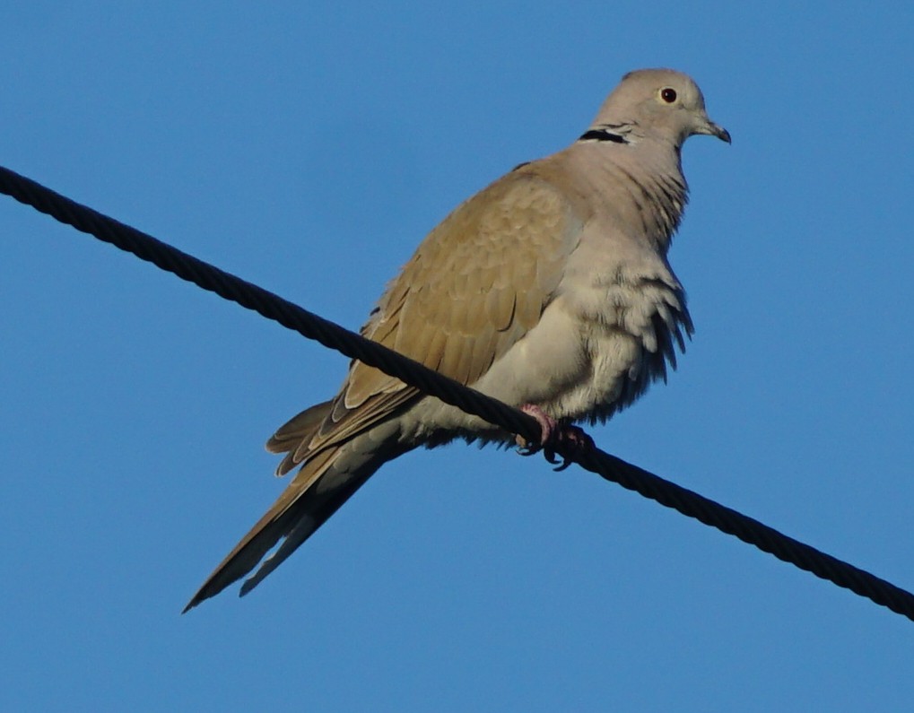 Eurasian Collared-Dove - ML510703151