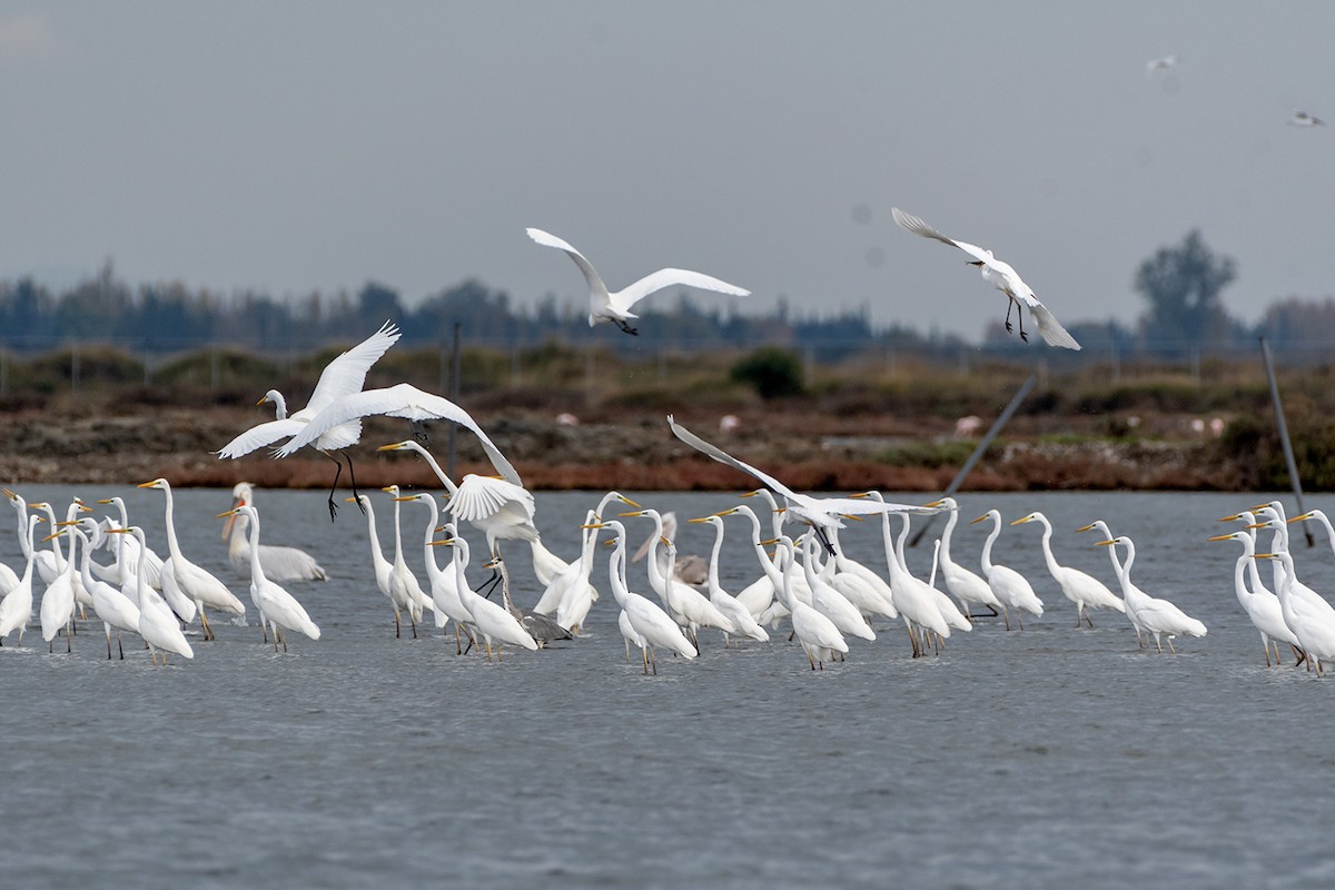 Great Egret - ML510704421