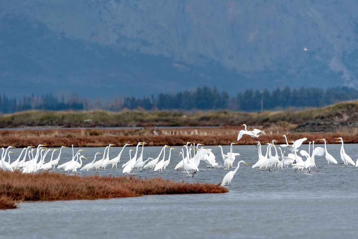 Great Egret - ML510704431