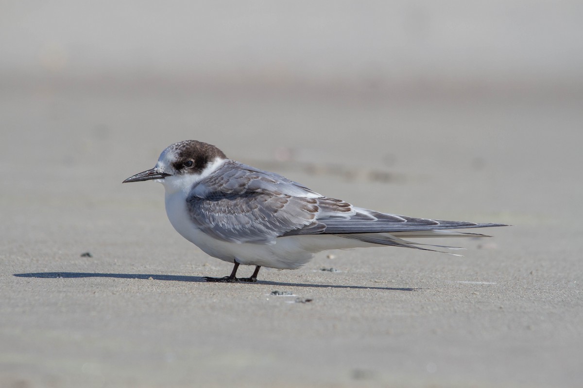 Arctic Tern - Davy Bosman