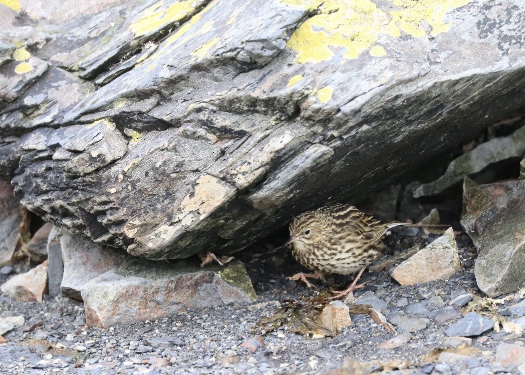 South Georgia Pipit - Caroline and Joe Evans