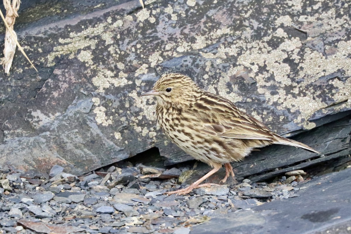 South Georgia Pipit - Caroline and Joe Evans