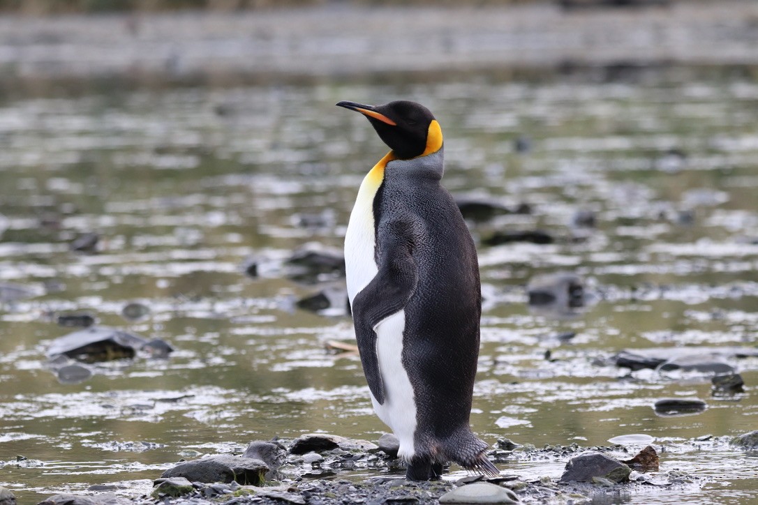 King Penguin - Caroline and Joe Evans