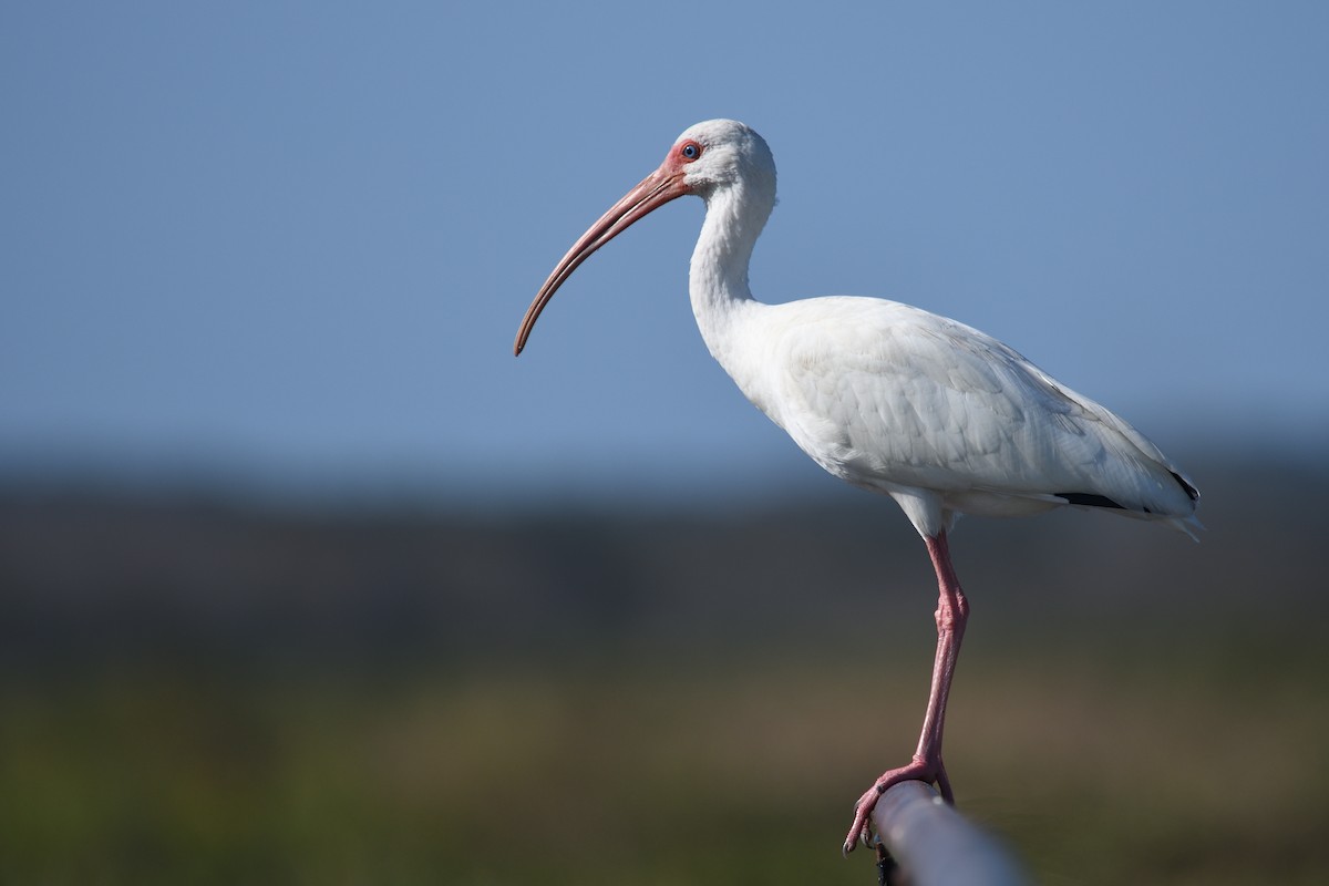 White Ibis - ML510707261