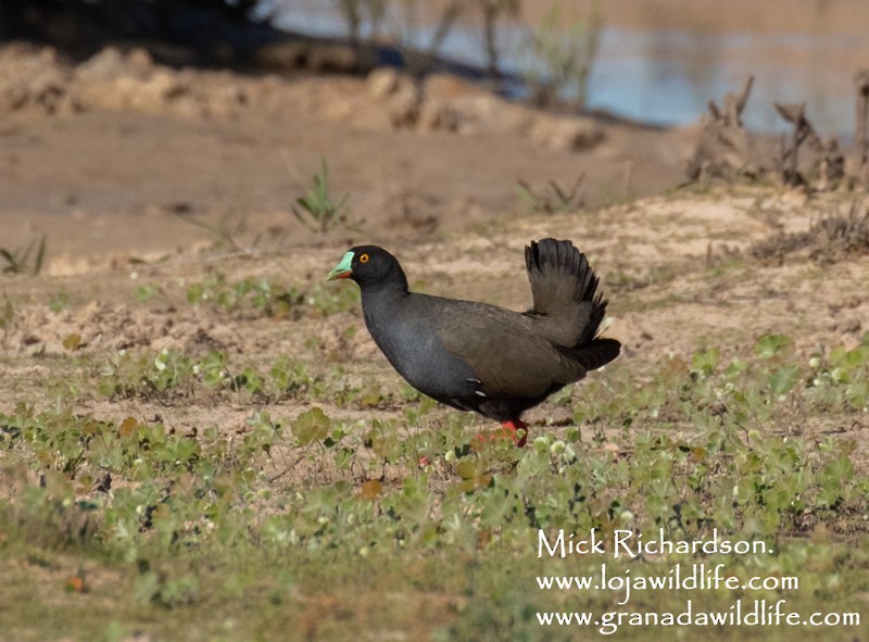 Black-tailed Nativehen - Mick Richardson