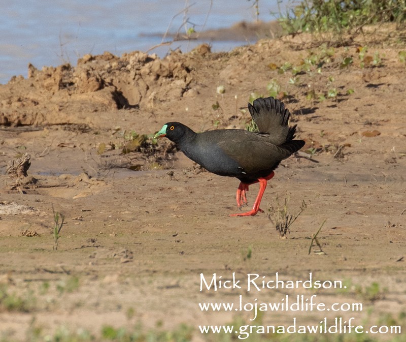 Black-tailed Nativehen - Mick Richardson