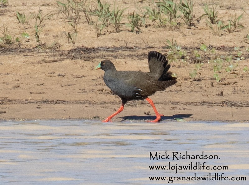 Black-tailed Nativehen - ML510707351