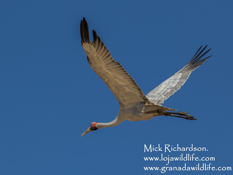 Brolga - Mick Richardson