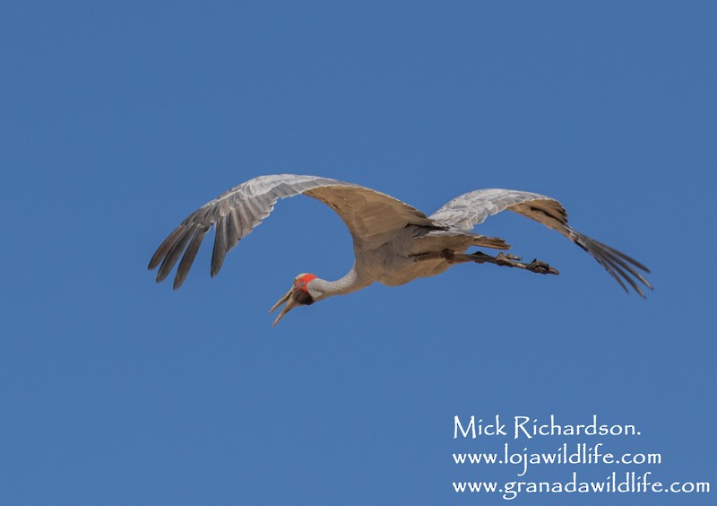 Brolga - Mick Richardson