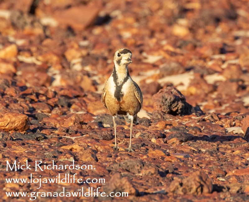 Inland Dotterel - Mick Richardson