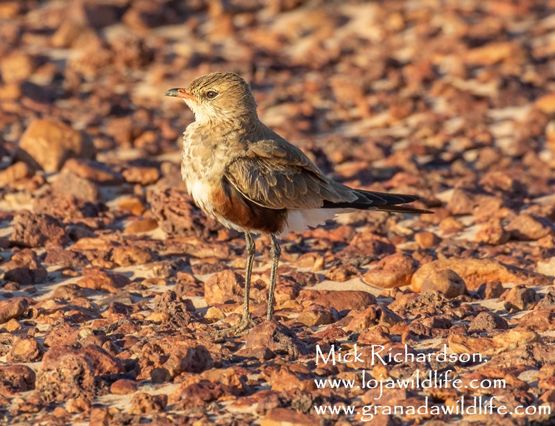 Australian Pratincole - Mick Richardson