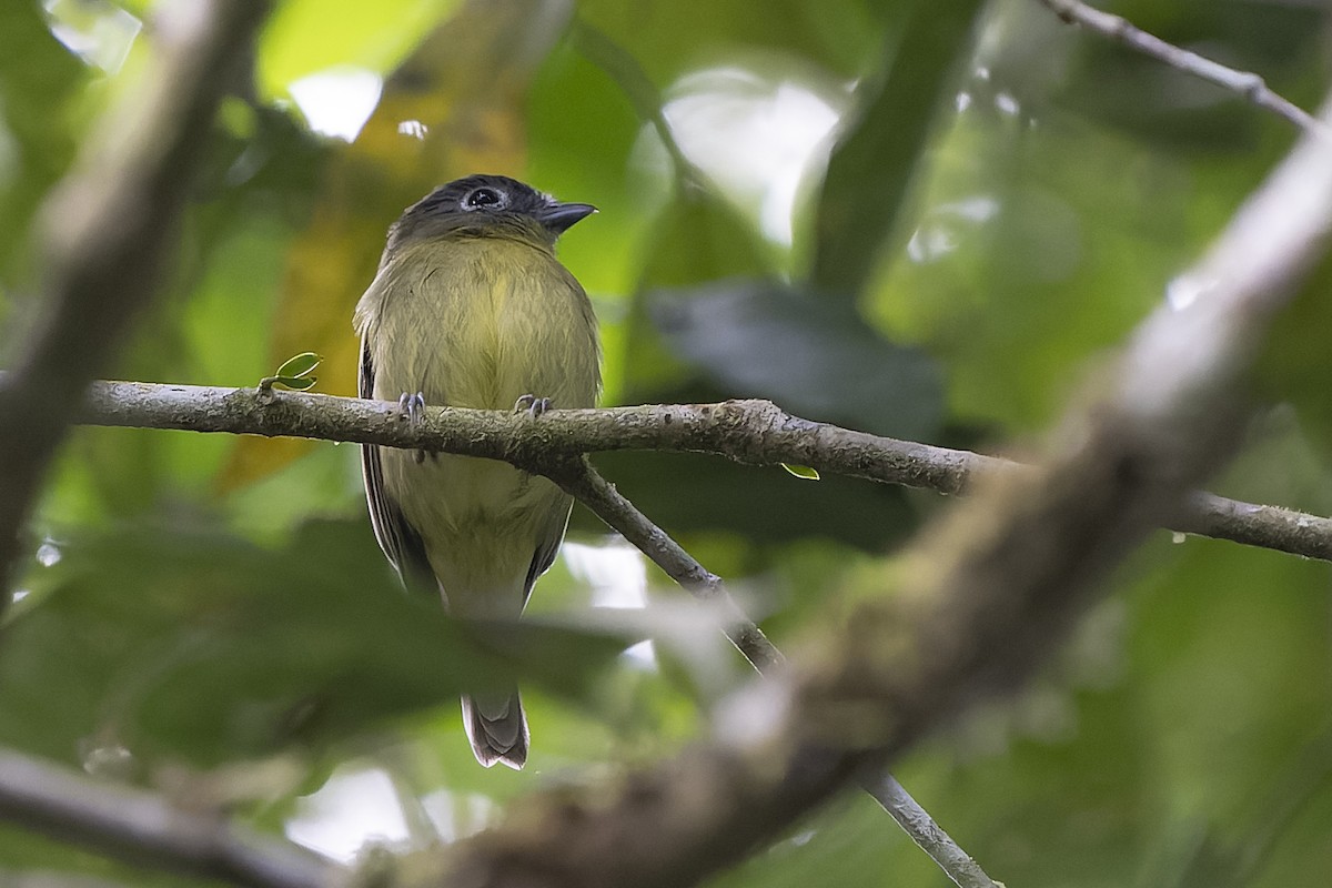 Gray-headed Piprites - Guillermo Saborío Vega