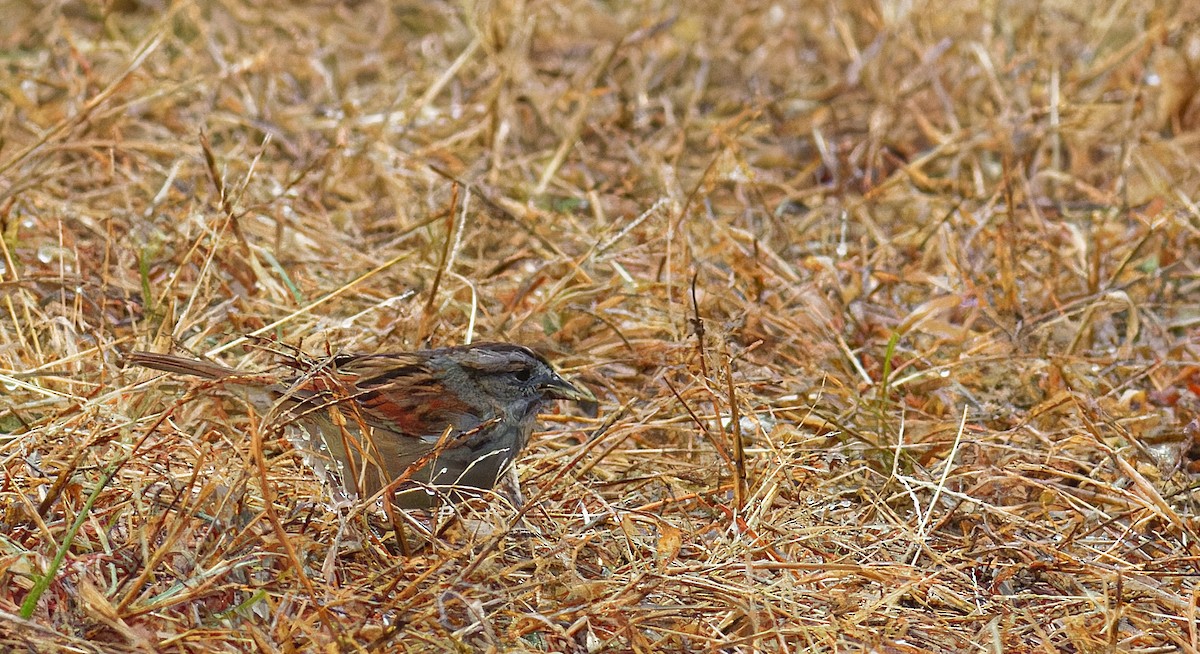 Swamp Sparrow - ML510708641