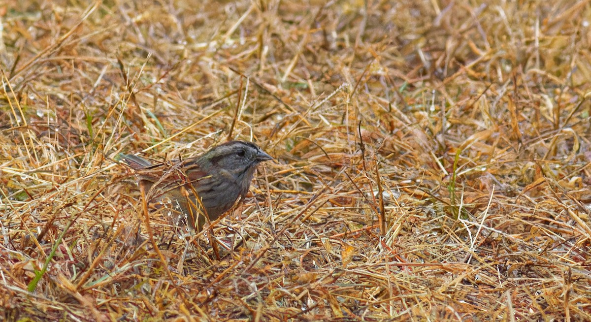 Swamp Sparrow - ML510708651