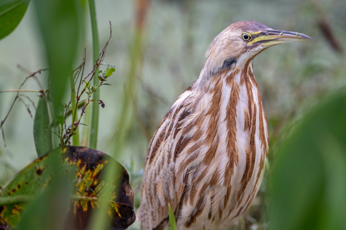 American Bittern - ML510710451