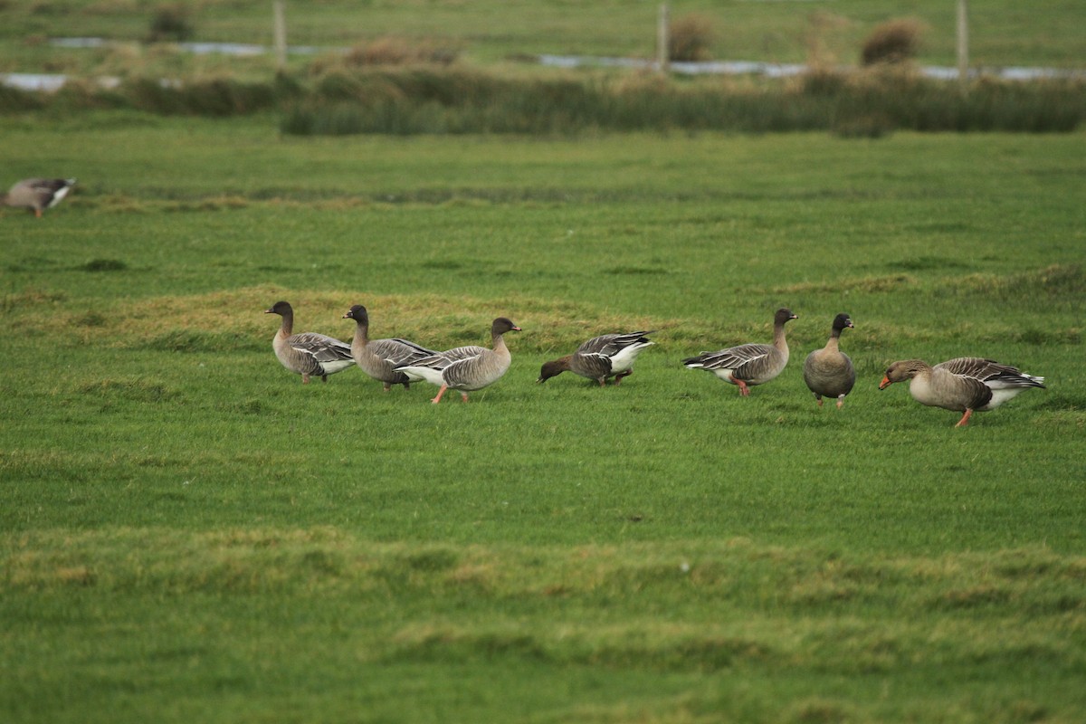 Pink-footed Goose - ML510711291