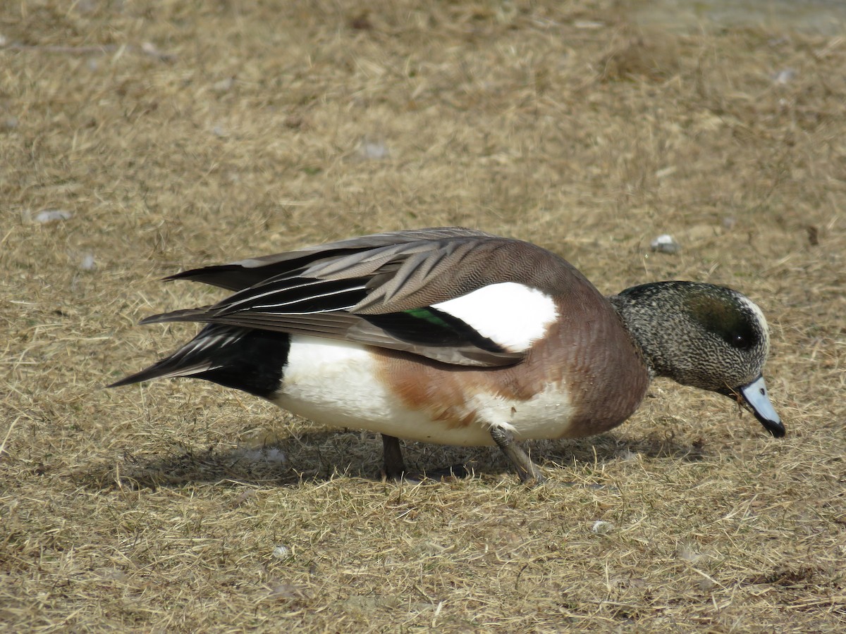 American Wigeon - Jonathan  Pierce