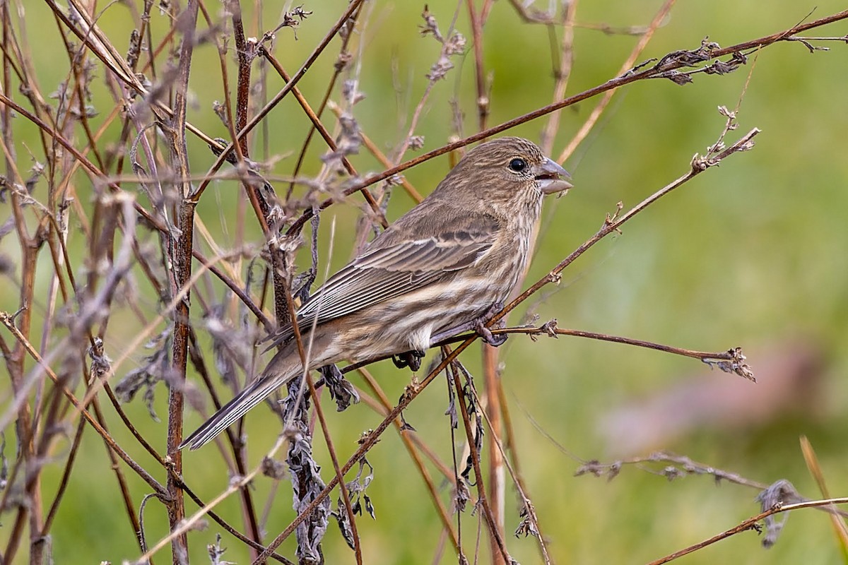 House Finch - Stinky Bird