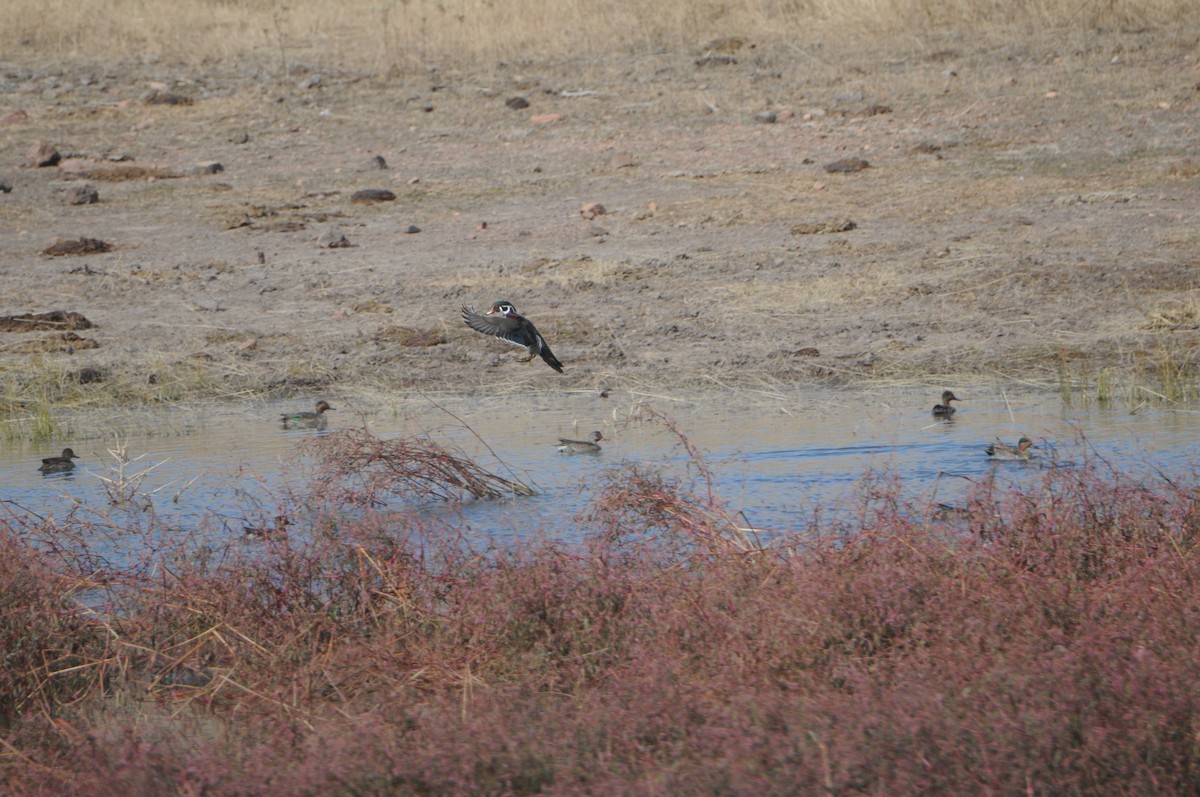 Canard branchu - ML510712431