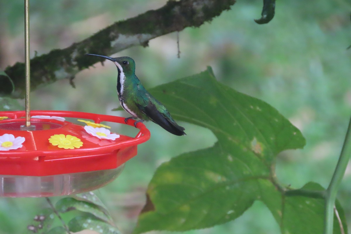 Black-throated Mango - David Brinkman