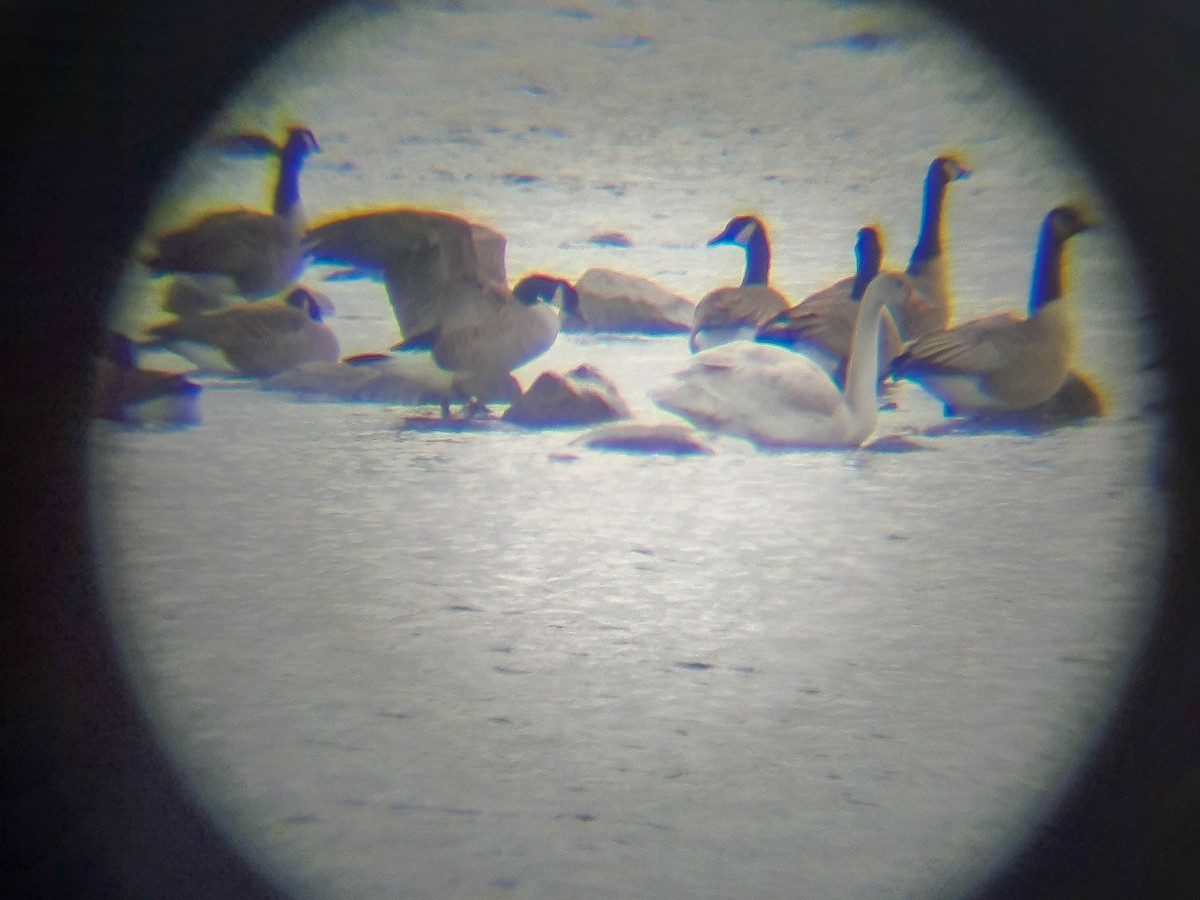 Tundra Swan - ML510713291