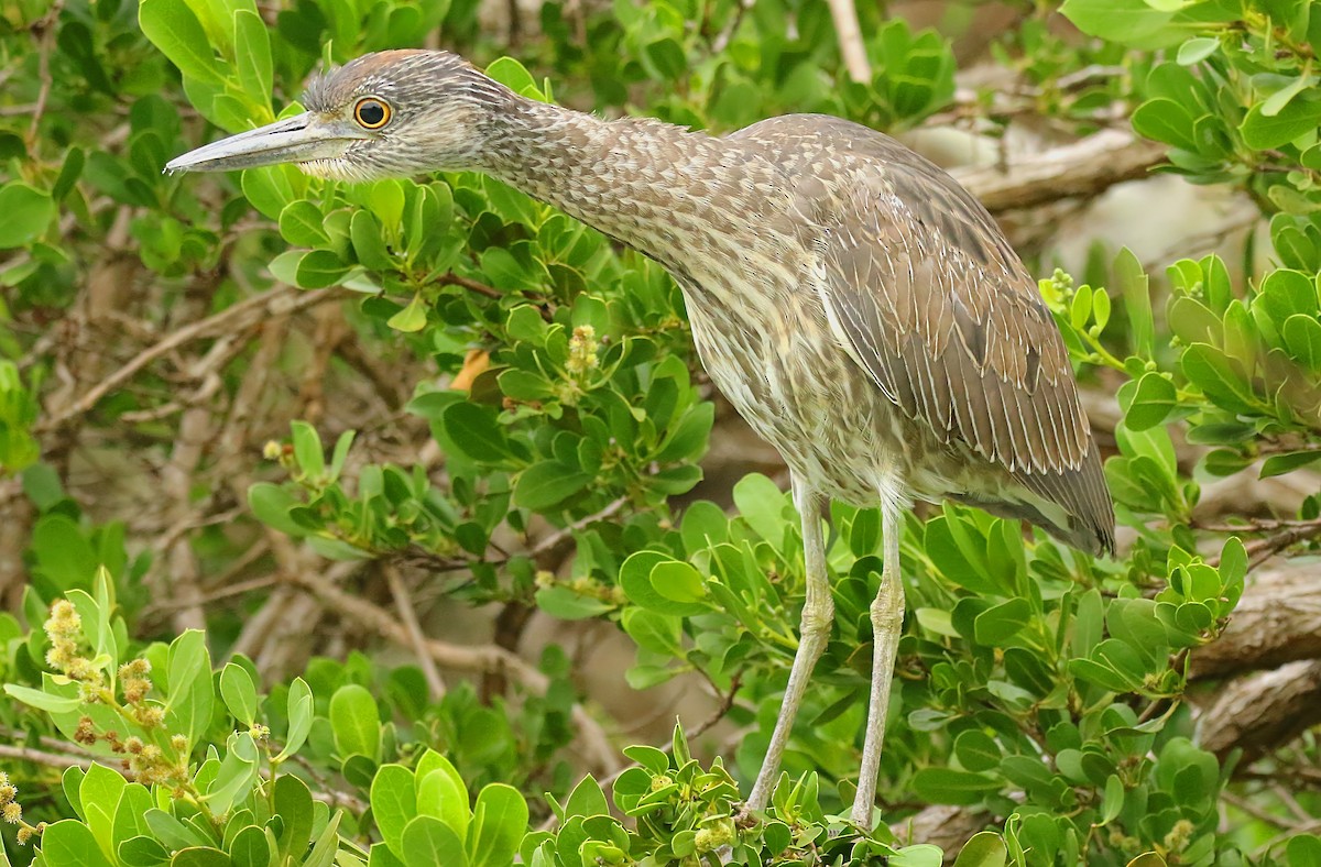 Yellow-crowned Night Heron - Gareth Hughes