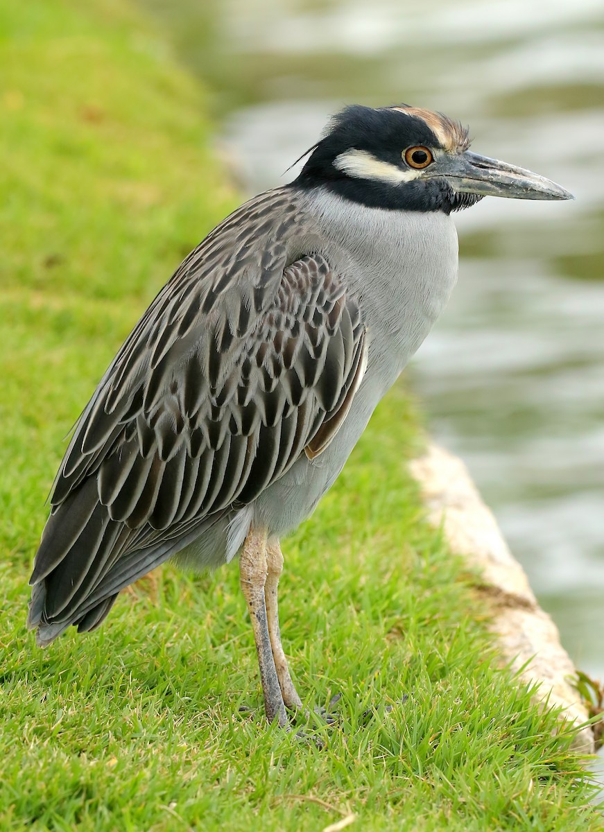 Yellow-crowned Night Heron - ML510713401