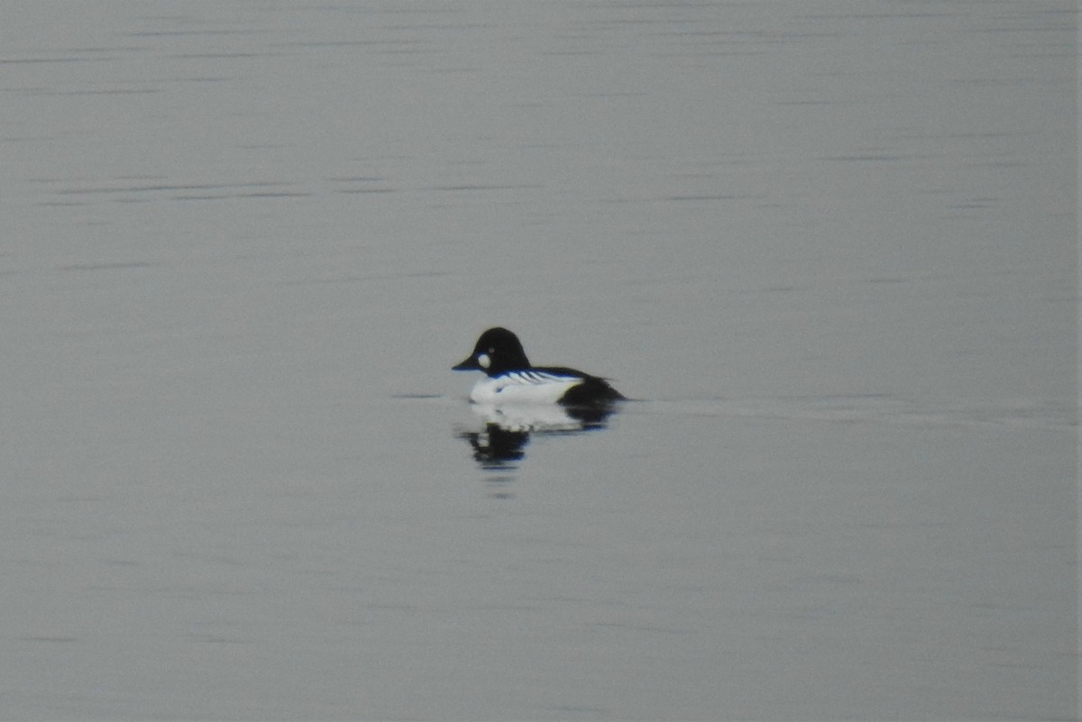 Common Goldeneye - James Holsinger