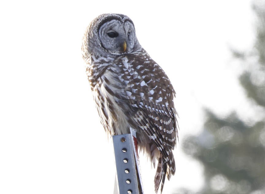 Barred Owl - ML510714321