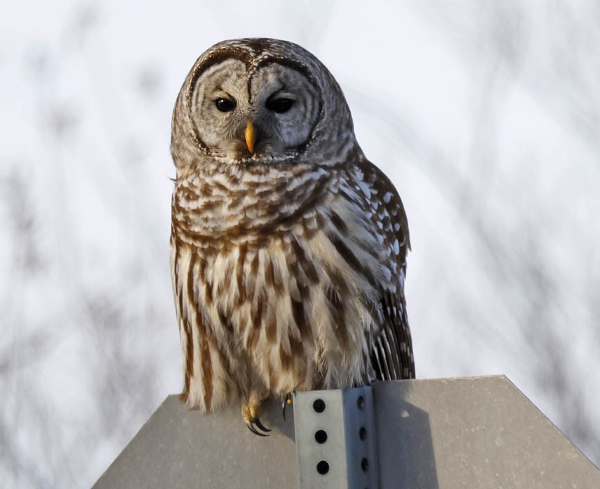 Barred Owl - ML510714331