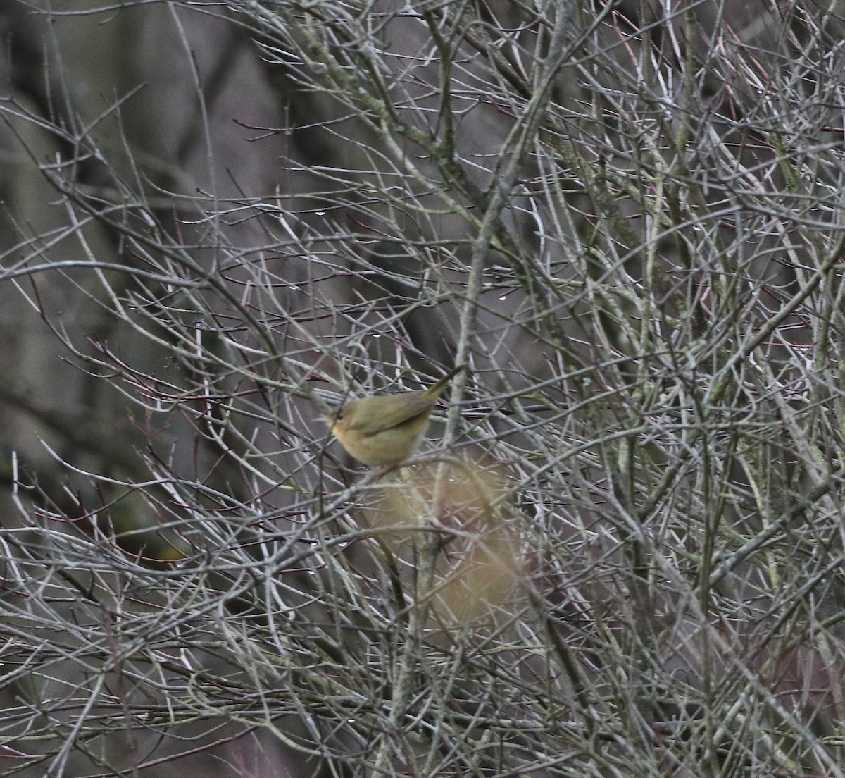 Common Yellowthroat - ML510715751