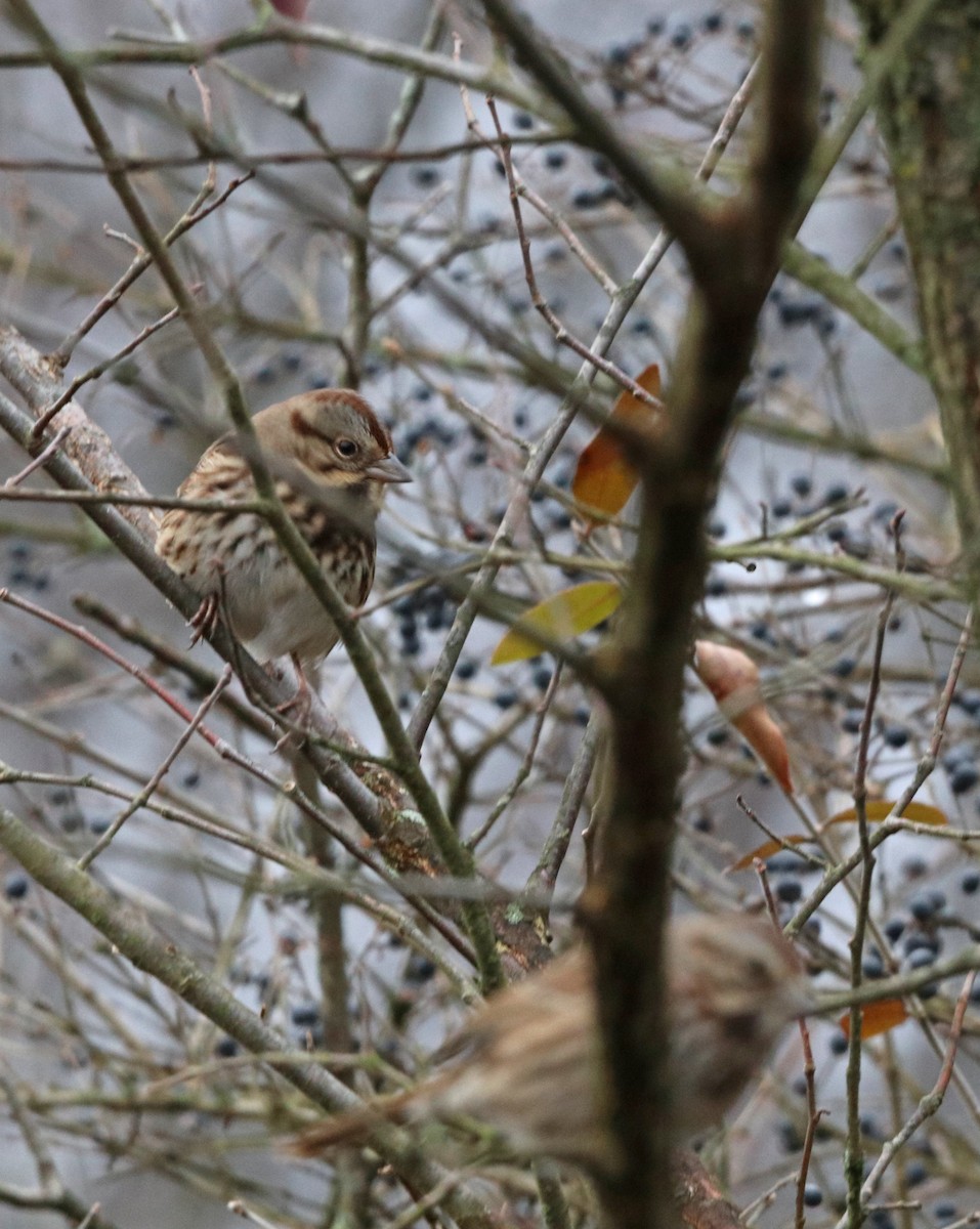 Song Sparrow - ML510715841