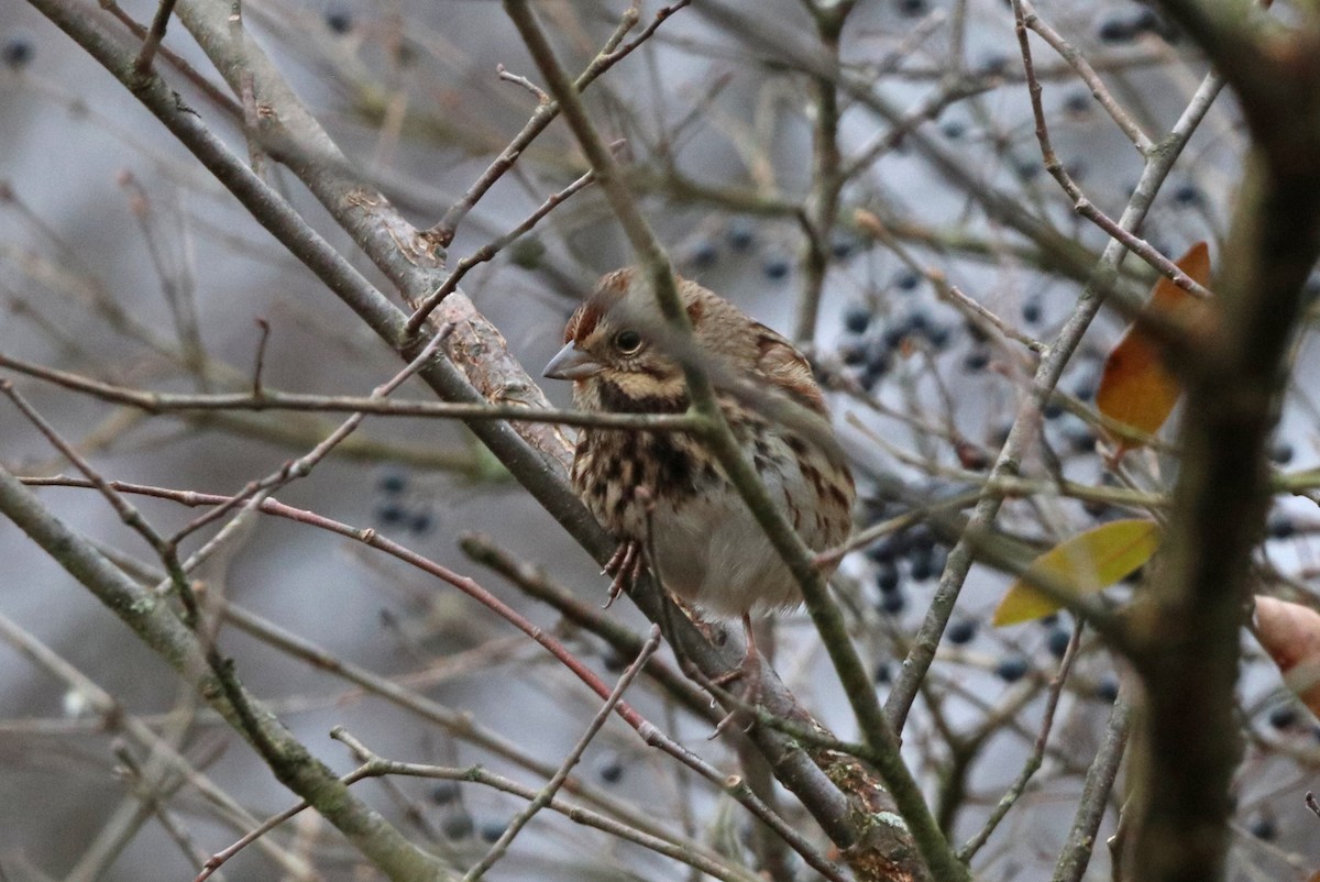 Song Sparrow - ML510715901