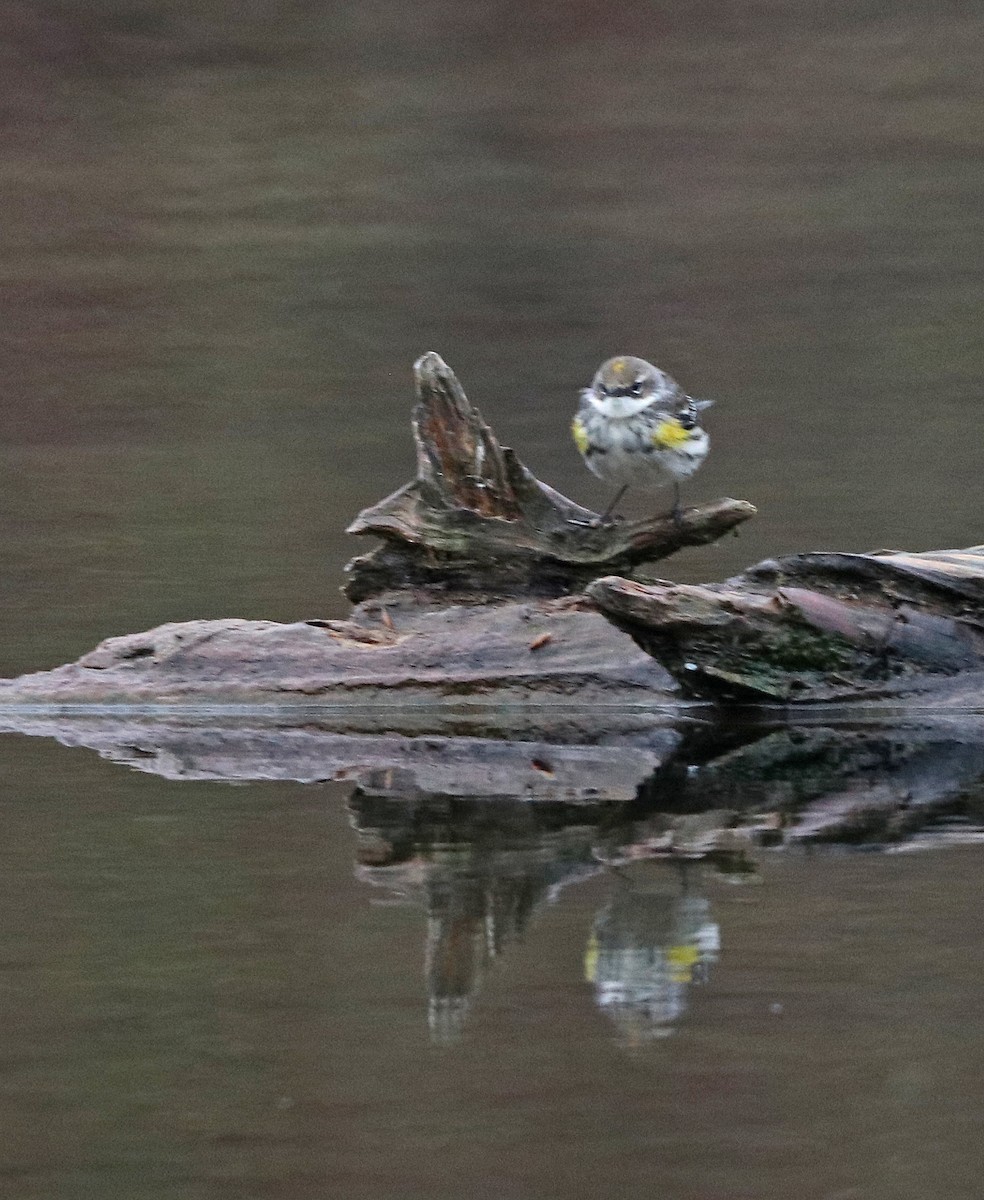 Yellow-rumped Warbler - ML510715951